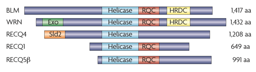 2. Teoretická část 2. 1. RecQ helikázy Helikázy se řadí mezi velmi důležité enzymy, které hrají rozhodující roli v metabolismu DNA.