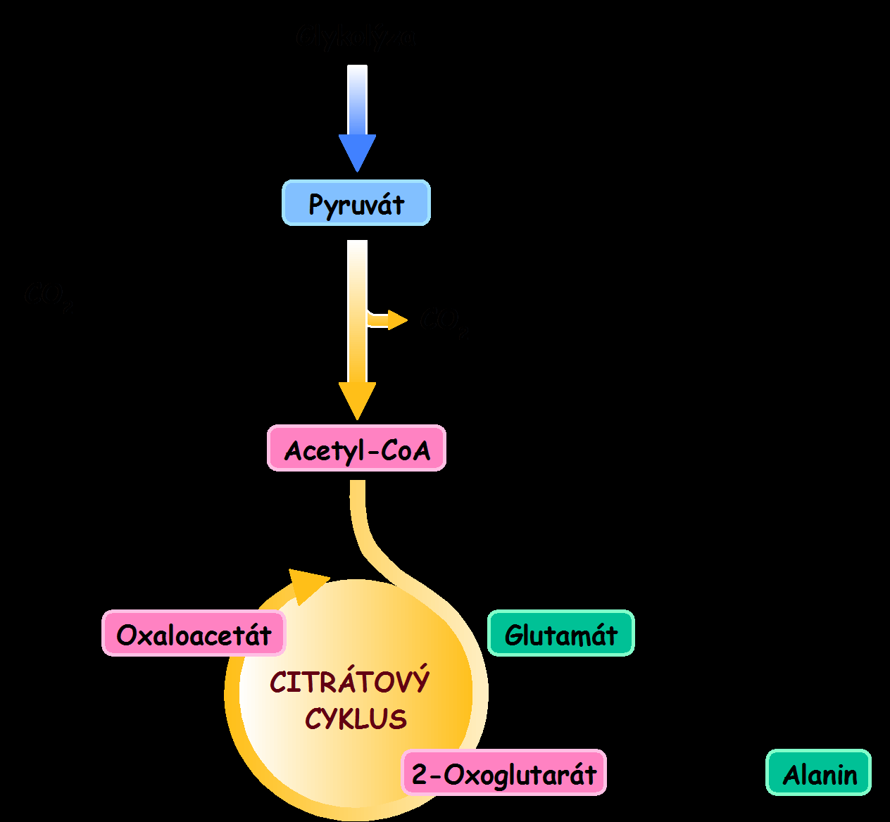 Anaplerotické