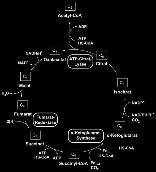 Reverzní citrátový cyklus Některé bakterie produkující