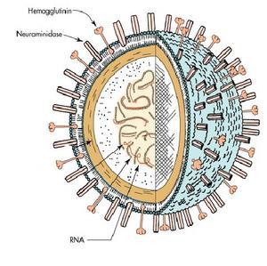 Viry Virion - informace napsaná stejným jazykem jako genetická informace zabalená do bílkovinné obálky.