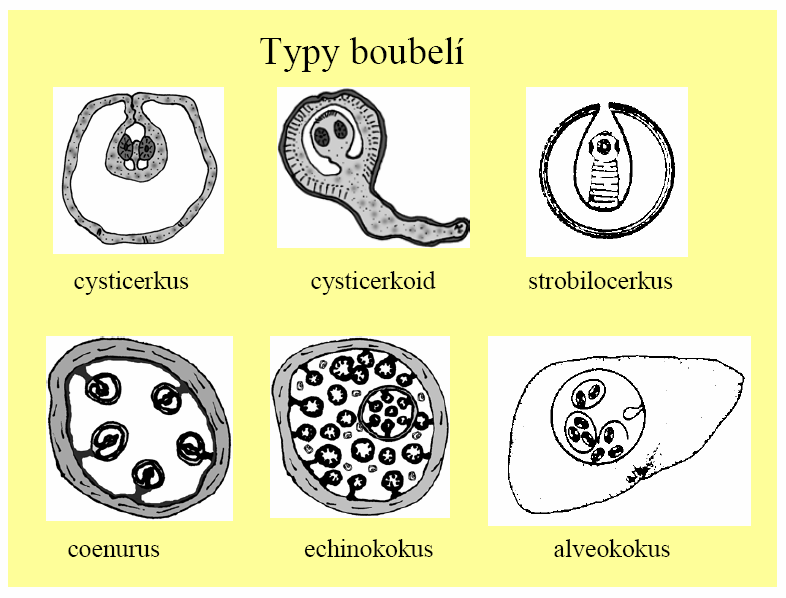 Příloha č. 2 Obr. 2 Vývojový cyklus Toxascaris leonina (http://www.marvistavet.