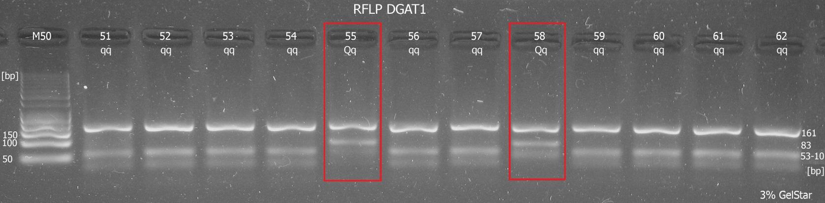 5.2 RFLP Amplifikovaný produkt PCR reakce byl štěpen restrikční endonukleázou AciI.