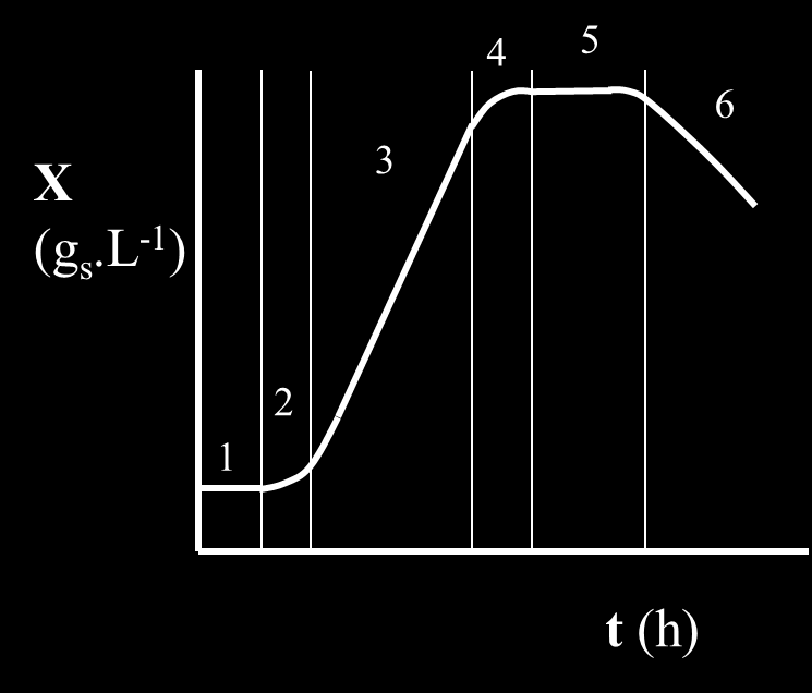 Růstová křivka Růstová křivka je grafické vyjádření závislosti počtu mikroorganismů na čase v průběhu vsádkové kultivace. 1. lag-fáze 2. fáze zrychleného růstu 3. exponenciální fáze 4.