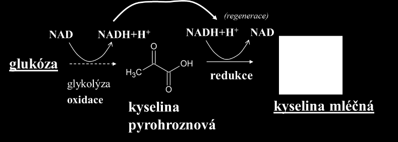 Respirace Zjednodušené schéma oxidativní fosforilace včetně finálního přenosu vodíku a elektronů při respiraci.