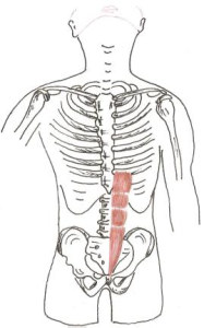 Cviky spodního břicha jsou velmi úzce spojeny s hlubokým stabilizačním systémem. Čtyřhranný sval bederní: Je uložen v oblasti beder svisle podél páteře.