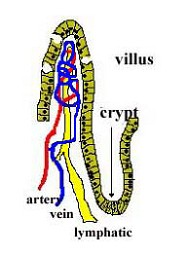 ATP se konvertuje na Hypoxantin ph