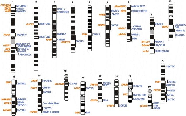 NEUROGENETIKA SOUČASNOST NGS sekvenování (panely genů), celoexomové i celogenomové sekvenování všech genů současně Design knihovny DNA vzorek