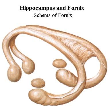 Dráhy limbického systému fornix (klenba) columnae pars tecta fibrae precommissurales septum verum, gyrus cinguli fibrae retrocommissurales corpora mammillaria, ncl.