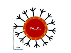 Obr. 3.1: SPIO nanočástice 5 nm. Převzato z [22] Obr. 3.2: Schéma SPIO nanočástice obalené polymerním obalem (P). Na obale jsou vazebná místa, pro navázání funkční skupiny.