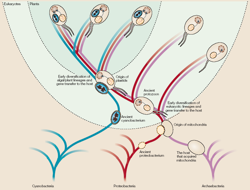 ENDOSYMBIOTICKÁ