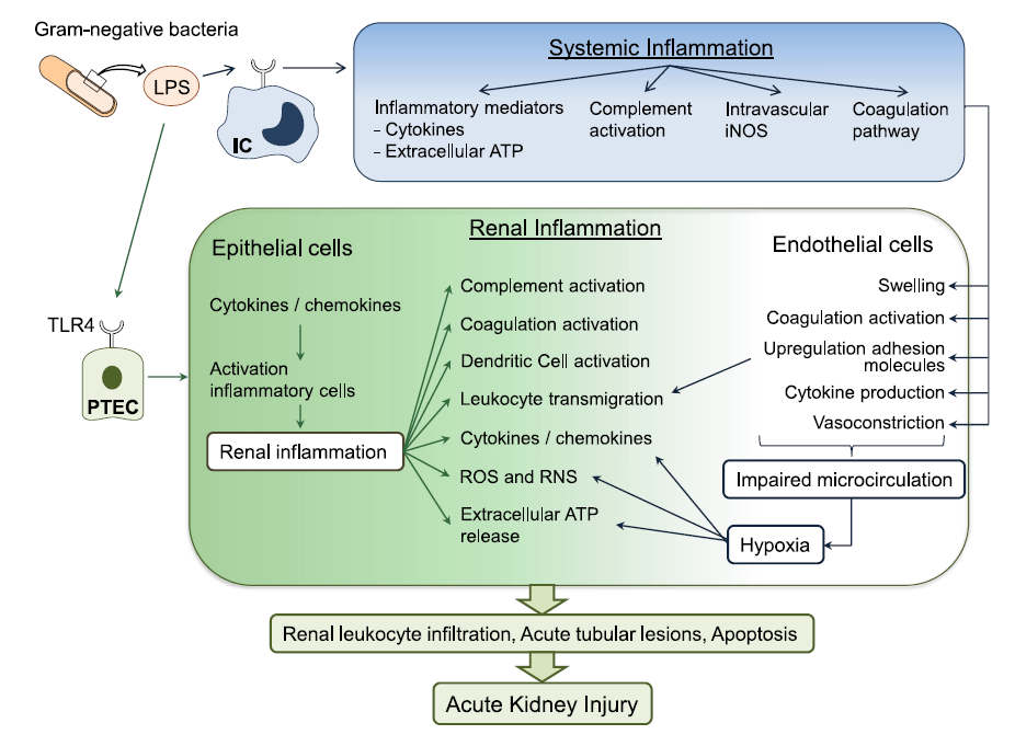 AKI při sepsi Klíčové problémy vazba LPS na TLR4 imunokompetentních buněk (ICs) vede k systémovému zánětu vazba LPS na TLR 4 proximálních tubulárních epiteliálních buněk (PTECs) vede k zánětu ledvin,