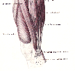M. gluteus medius: spojuje pánev s femurem a ve své funkci má největší význam pro udržení polohy pánve ve vodorovné poloze při chůzi (transverzální rovina).