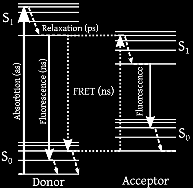 FRET - dvojitá excitace Förster Resonance Energy Transfer - FRET Přenos energie mezi 2