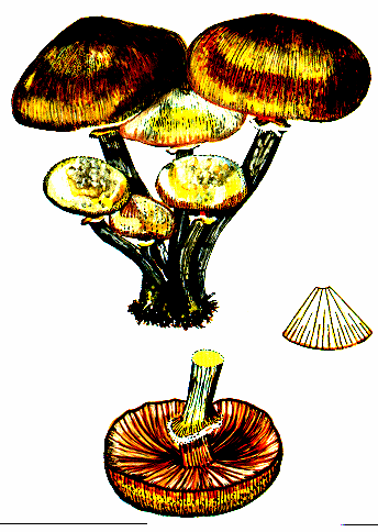 Armillaria