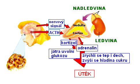 Stresová reakce, úlek při