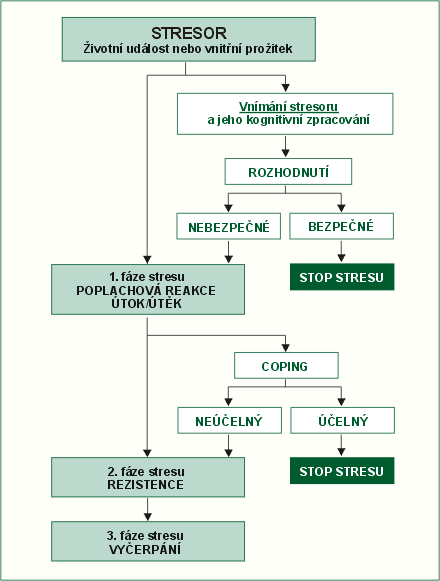 Na schématu vidíme, ţe velmi podstatným faktorem je to, CO VNÍMÁME JAKO STRESOR; někomu skutečnost, ţe včera naše národní muţstvo prohrálo, naprosto nevadí, jiného to přivede téměř k infarktu.