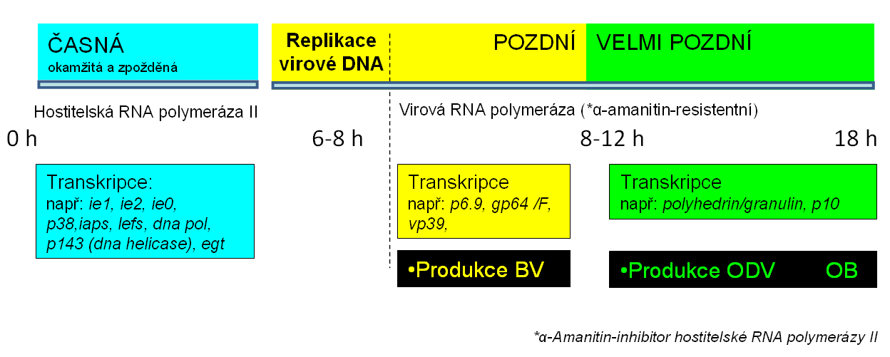 k α-amanitinu. Alfa amanitin inhibuje hostitelskou RNA polymerázu II (Rohrmann, 2008).