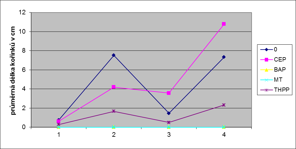 Graf 1: Celkový průměr délky kořínků explantátů za celou dobu kultivace Graf 2: Délka kořínků v průběhu kultivace během 77 kultivačních dnů Od začátku kultivace se projevovaly výrazné inhibiční