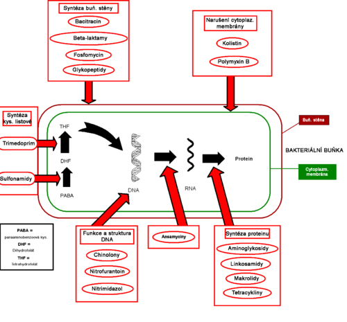 Obrázek 4: Schématické znázornění mechanismu účinku antibiotik na bakteriální buňku [13] 1.