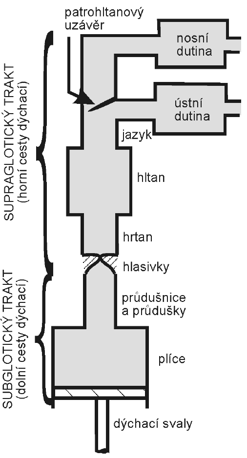 FUNKCE HLASIVEK A BIOMECHANIKA TVORBY LIDSKÉHO HLASU Obr. 2 Schematické znázornění hlasového akustického systému podle Flanagana. Převzato z (Švec 1996) 3.