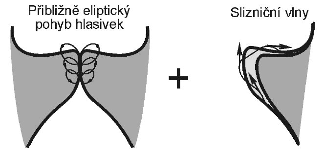 FUNKCE HLASIVEK A BIOMECHANIKA TVORBY LIDSKÉHO HLASU Obr.