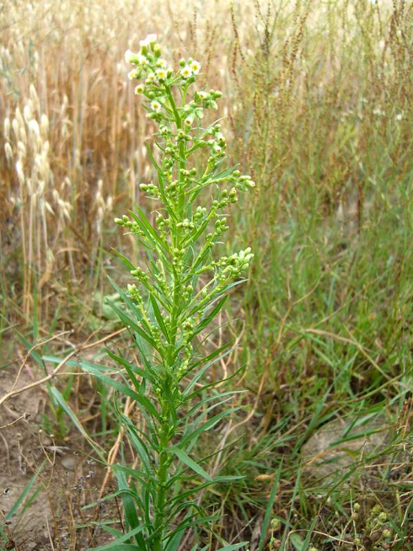 Detekce herbicid rezistentních plevelů Turanka kanadská (Conyza canadensis) Čeleď hvězdnicovité (Asteraceae) Plodem je nažka Příkopy, železnice, rumiska, lesní mýtiny Písčité