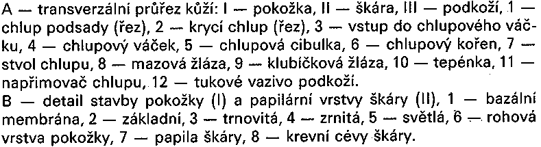 Obě dvě tkáně jsou zřetelně ohraničené. Jako podkoží je označováno řídké vazivo, pomocí něhož je kůže připojena k podloží (MARVAN, 19