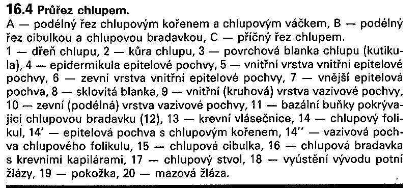 Z epitelových buněk se diferencují vrstvy chlupu a pochva chlupového