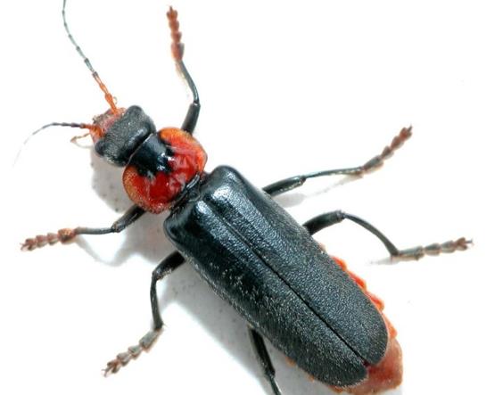 Záněty močového ústrojí První volba Cantharis fusca (z brouka páteříčka sněhového) - bodavá a pálivá bolest při a po močení Velmi časté nucení, malé