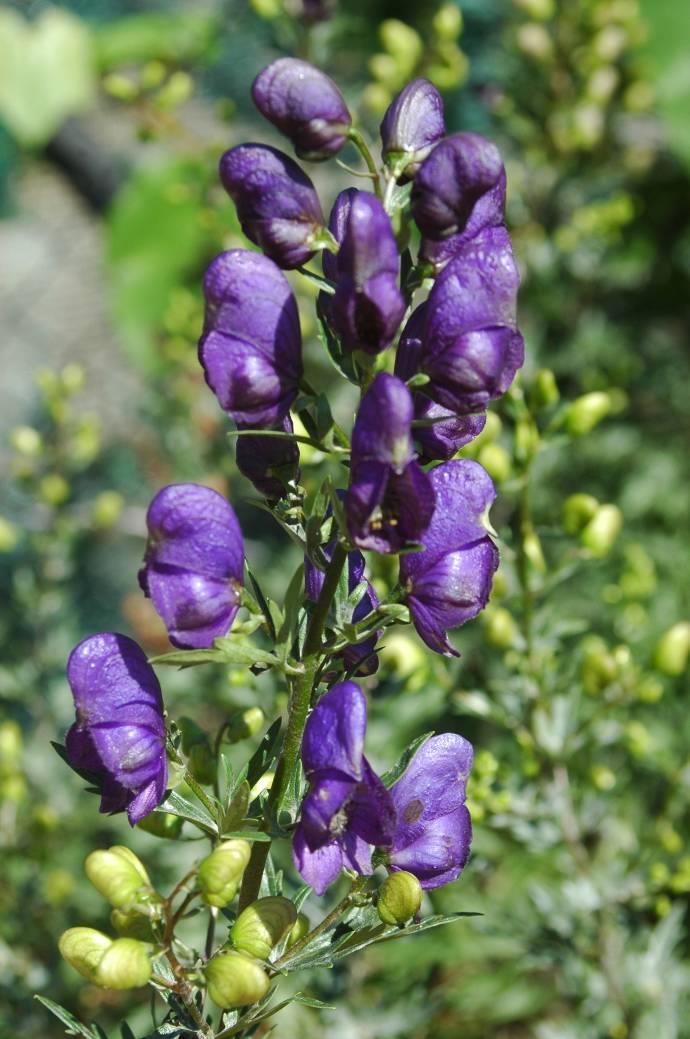 Monokompozitní léky z rostlin, jejich použití: oměj šalamounek (Aconitum plicatum) C3, 3 nejjedovatější rostlina v ČR!