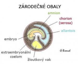 PLAZI Zárodek plazů se zárodečnými obaly: o amnion = vnitřní obal obklopující zárodek a vyplněný tekutinou o chorion