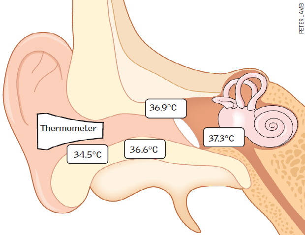 Obrázek 3.1 Teplotní profil ušního kanálu, převzato z Best practice in the measurement of body temperature [8]. 3.1.2.