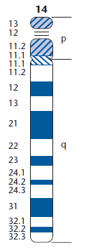 Charakterizace chromozomů Dlouhé raménko Chromosom 14 14q21 Druhá oblast Ideogram, idiogram = grafické schema zobrazující
