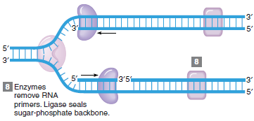 Replikace DNA = syntéza DNA - každý řetězec templát - semikonzervativní - sekvence nukleotidů určována na základě komplementarity bazí - Fosfo skupina je enzymaticky připojena k 3 -OH skupině