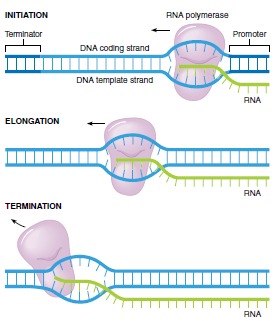 Od DNA k proteinu - RNA = lineární polynukleotid - Odlišnost od DNA - sacharid (ribosa) + jedna z