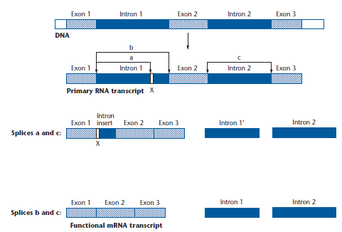 Vliv mutace na splicing Mutace v intronu vytvoří nové splicing místo.