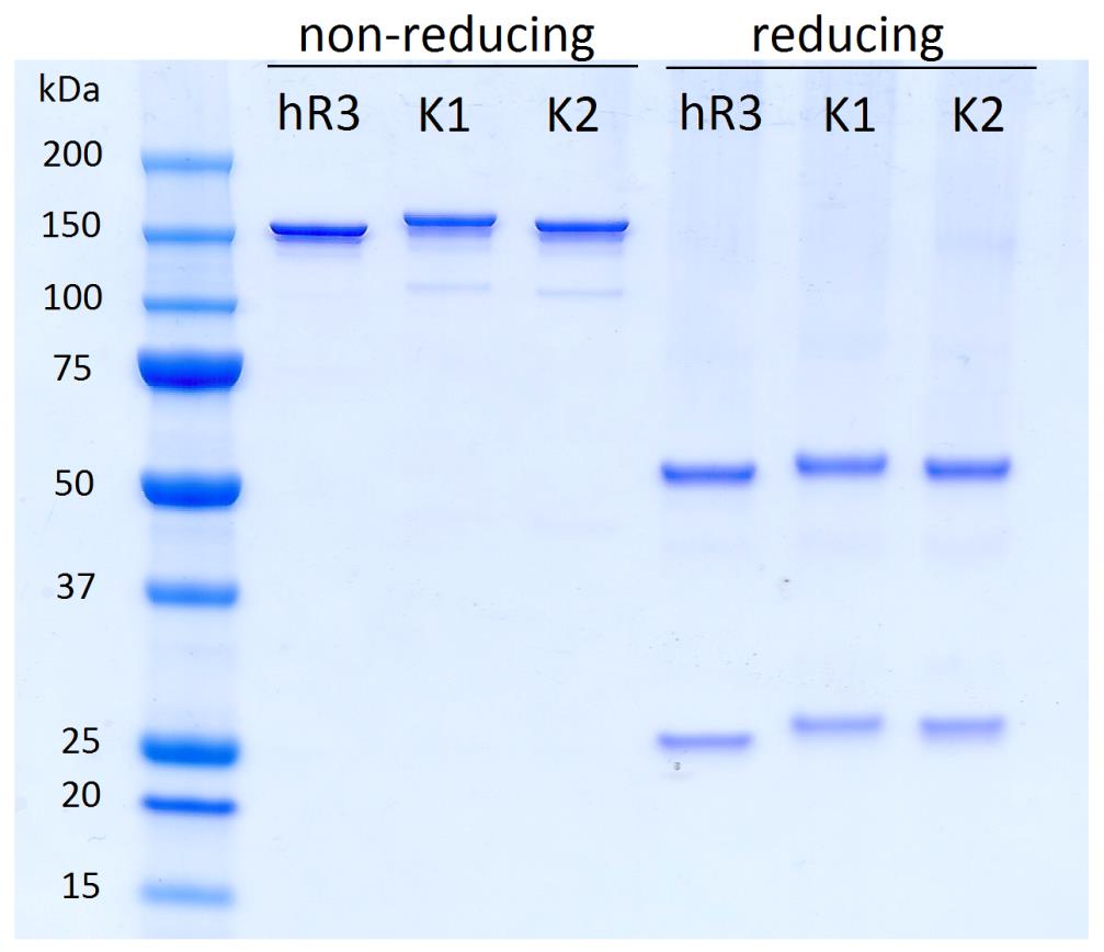 Elektrfréza - pdmínky β-merkaptethanl (redukce prteinů) Kmerční gradientvý gel 4-12% NuPAGE (MES) pufr