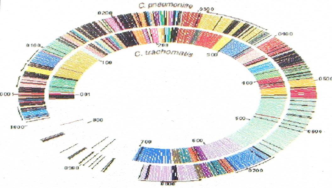 Diagnostika chlamydií PCR, LCR vždy 2