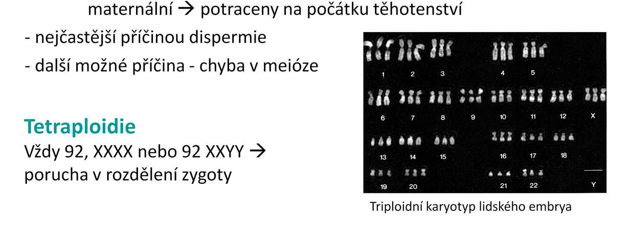 U triploidních embryí vždy dochází k abnormálnímu růstu plodu, ale projev se liší podle toho, zda nadbytečná sada chromosomů pochází od otce nebo od matky.