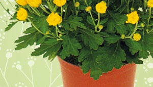 Veltie toaletní papír 8 rolí 3vrstvý 59-21 % 75, Pedigree kapsičky pro psy 12 100 g = 6,66 79 123, -35% Chryzantéma ø květináče: 12 cm 32 49, -34% 59 Kotex dámské hygienické tampony 32 ks -33% v