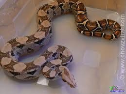 ~ hroznýš královský (3,6 m) Pojmy: bojga je známá jako kočičí had. Jsou to noční hadi s dlouhým hubeným tělem a velkou hlavou. Některý druh umí plachtit vzduchem.
