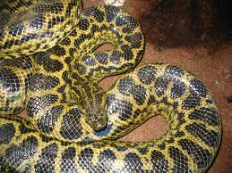 II. CONSTRICTORS: These are non-venomous snakes, they kill their pray by constriction.