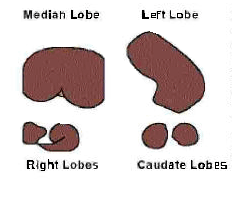 1. Jícen (Oesophagus) 2. Ţaludek (ventriculus, gaster) 3. Dvaníctník (duodenum) 4. Lačník (Jejunum) 5. Kyčelník (Ileum) 6. Tračník (colon) 7.