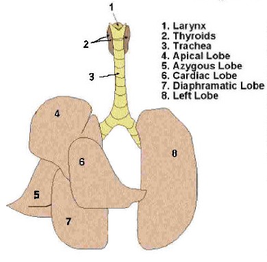 Odstranění prsní kosti (sternum) 1. Jícen (Oesophagus) 2. Štítná ţláza (glandula thyroidea ) 3.