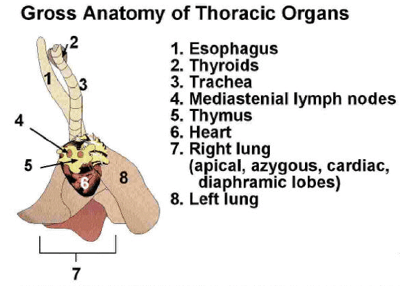Pravá plíce (pulmo) 8. Levá plíce (pulmo) 1. Hrtan (larynx) 2. Štítná ţláza (glandula thyroidea ) 3.