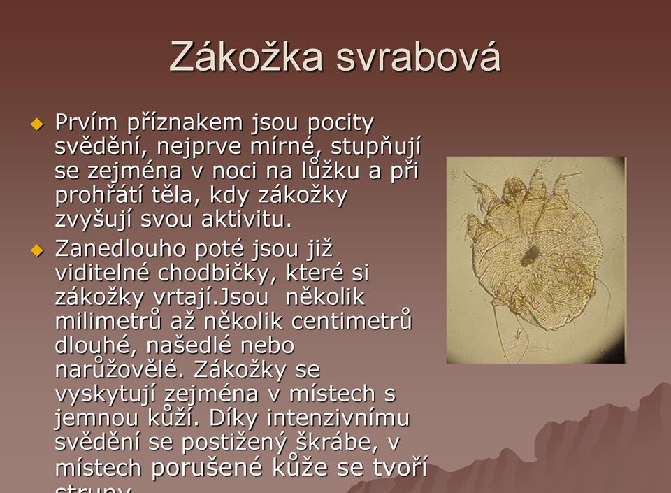 Zanedlouho poté jsou jiţ viditelné chodbičky, které si zákoţky vrtají.