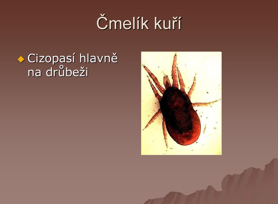 drůbeţi