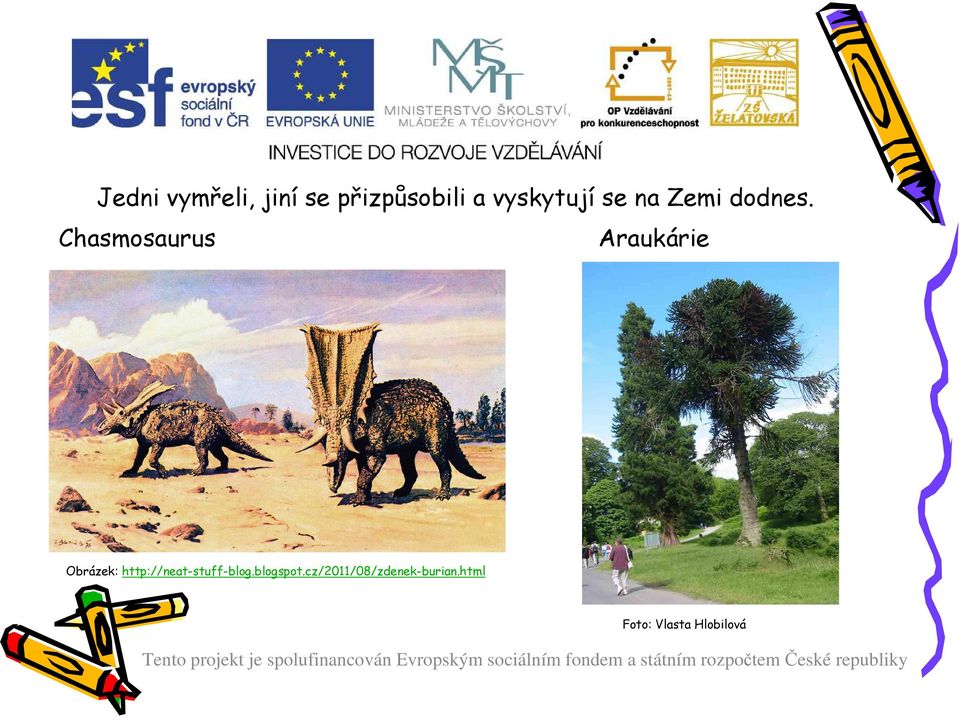 Chasmosaurus Araukárie Obrázek: