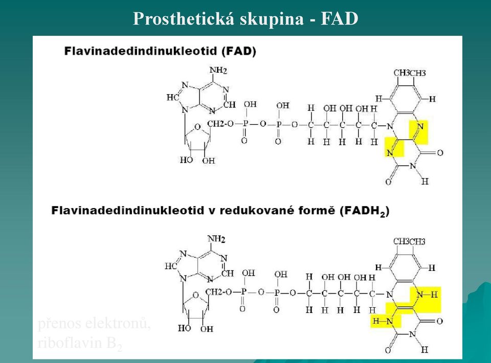 riboflavin B 2