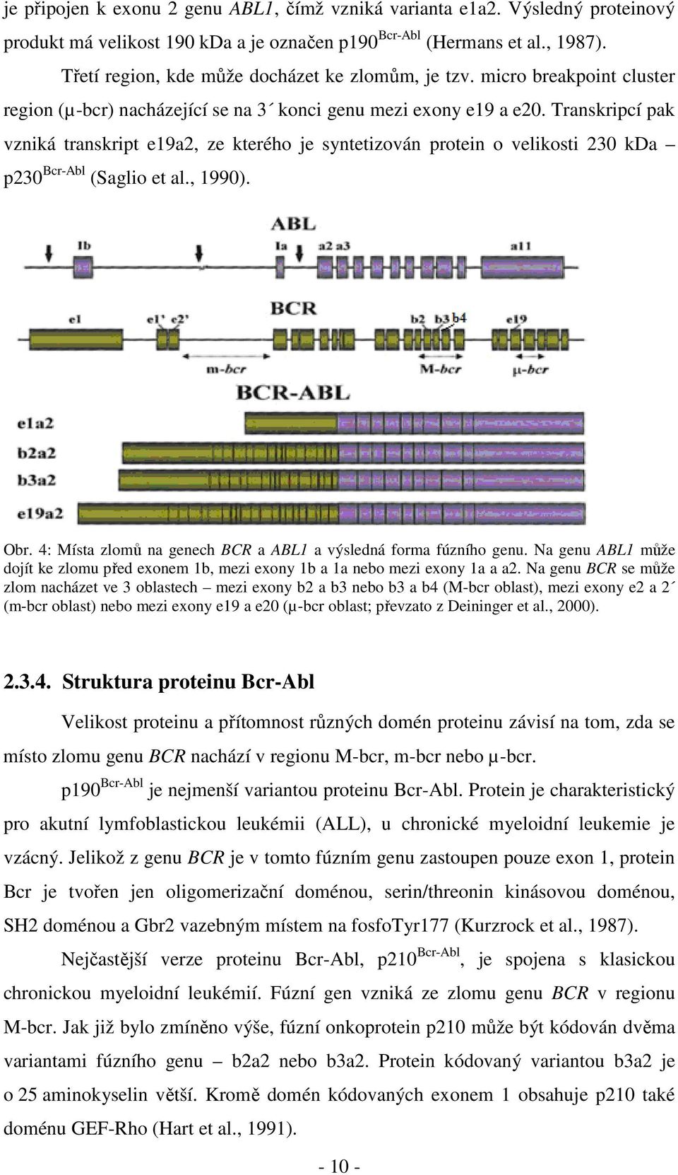 Transkripcí pak vzniká transkript e19a2, ze kterého je syntetizován protein o velikosti 230 kda p230 Bcr-Abl (Saglio et al., 1990). Obr.
